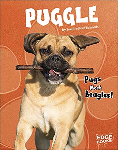 Puggle: Pugs Meet Beagles!