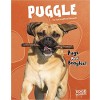 Puggle: Pugs Meet Beagles!